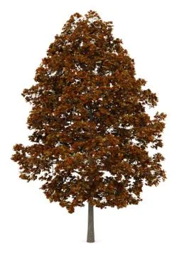 Fall norway maple tree isolated on white background Stock Illustration