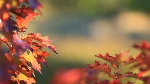 Fall Oak Leaf Border Treatment with copy space and shallow DOF Stock Footage 96362876