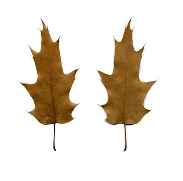 Fall oak leaf Stock Photos