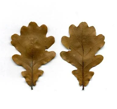 Fall oak leaf Stock Photos