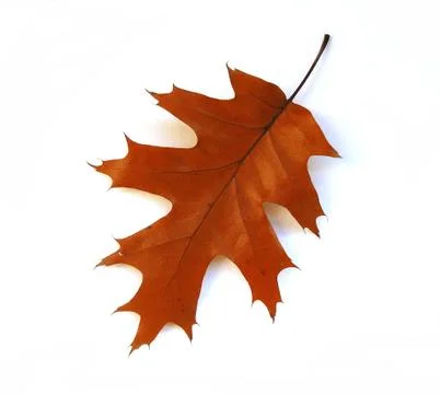 Fall oak leaf on white background Stock Photos
