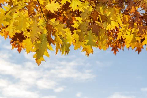 Fall oak leaves background Фото