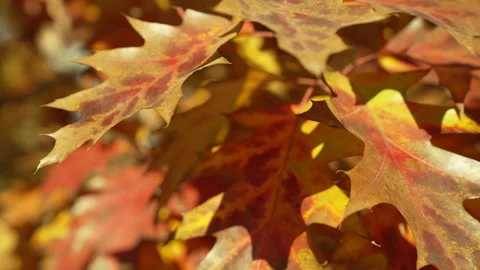 Fall oak leaves. fall oak leaves bright color. slow motion of fall oak leaves Stock Footage 213997454