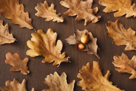 Fall oak leaves pattern background Stock Photos