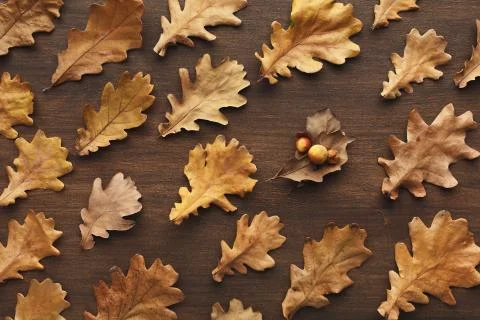 Fall oak leaves pattern background Stock Photos