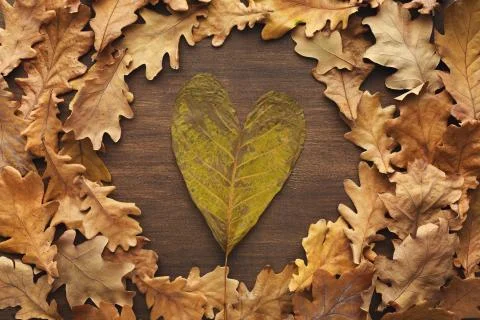 Fall oak leaves pattern background Foto stock