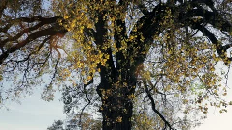 Fall oak tree, slow pan upward Stock Footage 12377533