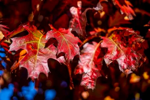 Fall oak trees, red nature background. Bright autumn leaves in the natural Stock Photos