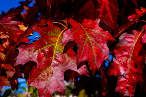 Fall oak trees, red nature background. Bright autumn leaves in the natural en Stock Photos