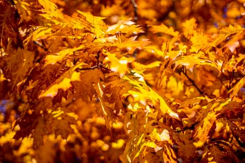 Fall oak trees, yellow orange nature background. Bright autumn leaves in the Stock Photos