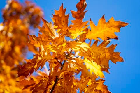Fall oak trees, yellow orange nature background. Bright autumn leaves in the Stock-Fotos