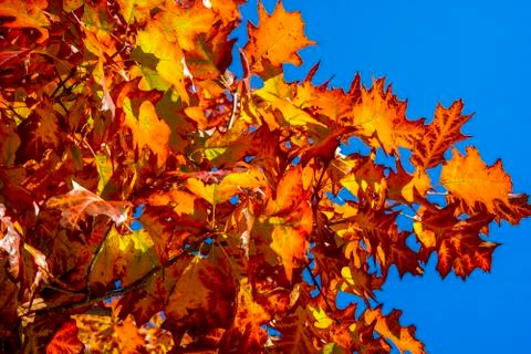Fall oak trees, yellow orange nature background. Bright autumn leaves in the Foto stock
