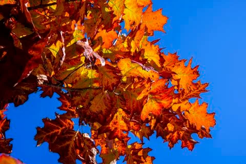 Fall oak trees, yellow orange nature background. Bright autumn leaves in the Foto stock