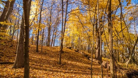 Fall in Ontario, Canada - 2018 Stock Footage 101669649