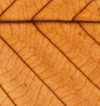 Fall orange leaf veins background texture Stock Photos