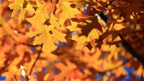 FALL ORANGE OAK LEAVES BOKEH BREEZE Stock Footage 96561927
