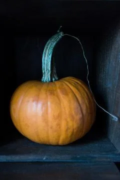 Fall orange pumpkin in box on dark background Stock Photos