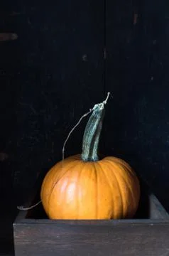 Fall orange pumpkin in box on dark background Stock Photos