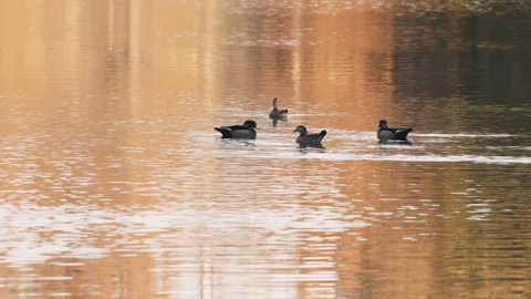 Fall orange reflection lake wood ducks, 4k Stock Footage 191667018