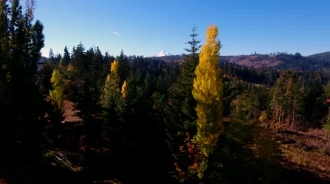 Fall in Oregon with beautiful trees and Mt. Hood. Stock Footage 69069426