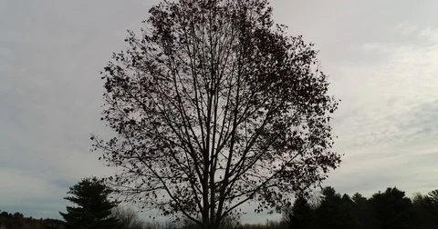 Fall Overcast Tree Leaves Stock Footage 81633599