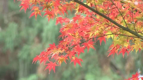 Fall Palette Video: Black Birds and Orange Tree Branches Stock Footage 346196931