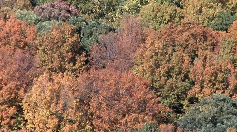 Fall Pan Stock Footage 32898654