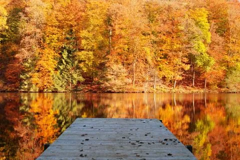 Fall panoramic forest in the lake with reflection. Stock Photos