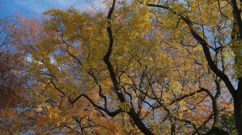 Fall Park Beautiful -  Tilt Down Stock-Footage 12667913