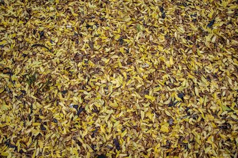 Fall. Park with dead leaves in the city. Stock Photos