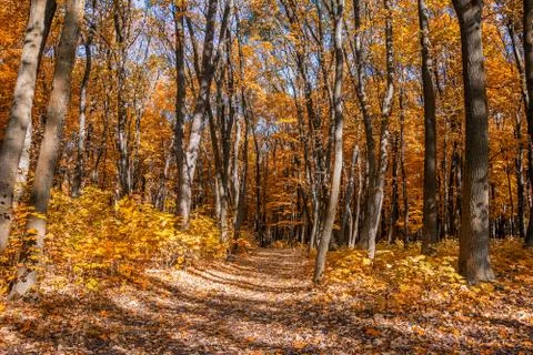 Fall park landscape Stock Photos