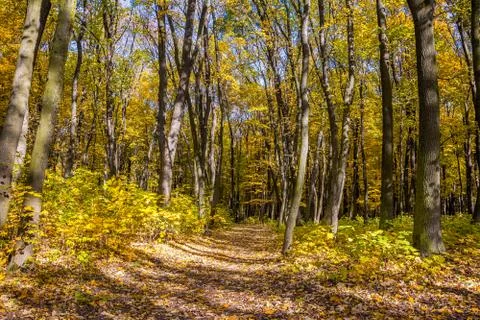 Fall park landscape Stock Photos