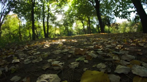 Fall In A Park In The Middle Of The City, Young Woman Walking By Stock Footage 63158655