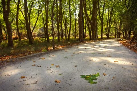 Fall in the park Stock Photos