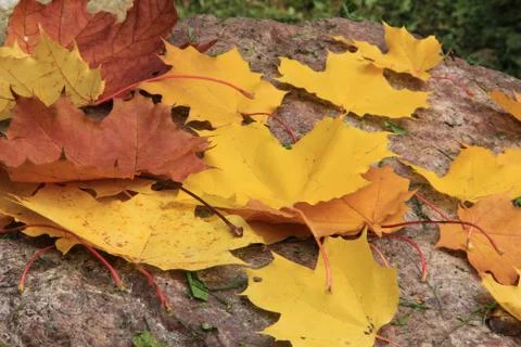 Fall in park Stock Photos