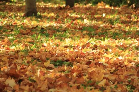 Fall in park Stock Photos