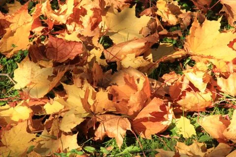 Fall in park Stock Photos