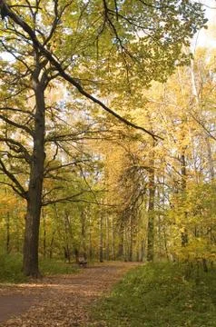 Fall in park Stock Photos