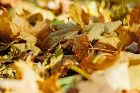 Fall in park Foto stock