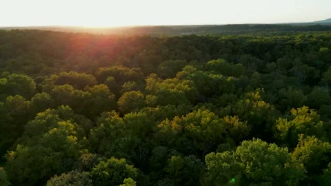 Fall Part 2 - Birds Video stock 218609147