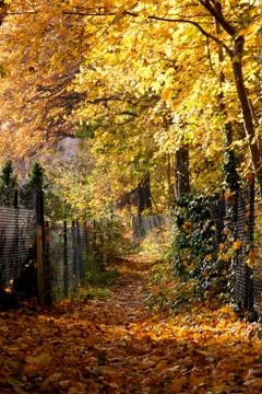 Fall Path Covered by Yellow Foliage Foto stock