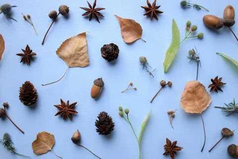 Fall pattern of dry leaves, pine cones and acorns Stock Photos