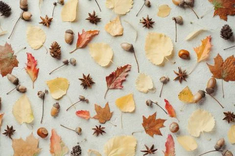 Fall pattern of dry leaves, pine cones and acorns Stock Photos
