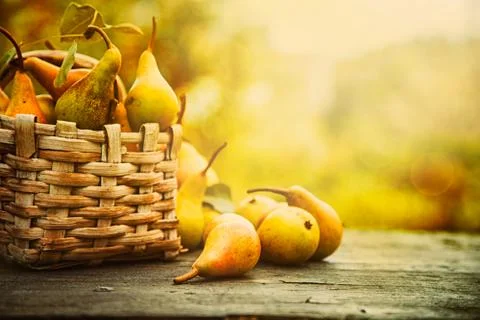 Fall pears on wood Stock Photos