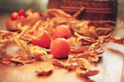 Fall persimmon Stock Photos