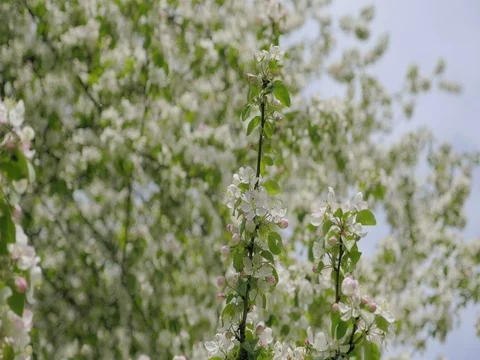 Fall petals on spring theme. Apple blossom flower, blue sky. 库存影片 75405346