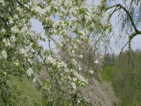 Fall petals on spring theme. Apple blossom flower, blue sky. Stock Footage 75406841