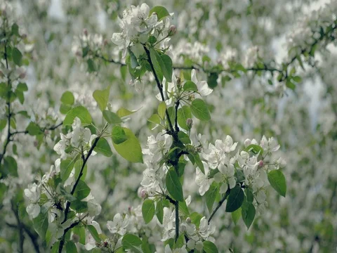 Fall petals on spring theme. Apple blossom flower, blue sky. Stock Footage 75932511