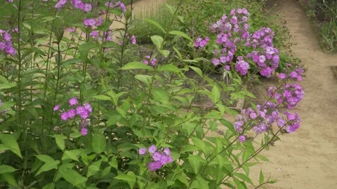 Fall Phlox (Phlox paniculata) Bush Blooming Purple Flowers Stock Footage 341492234