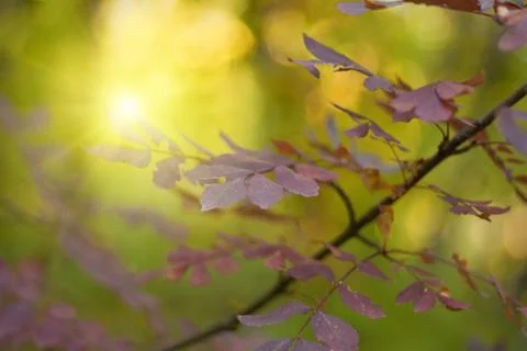 Fall picture Stock Photos